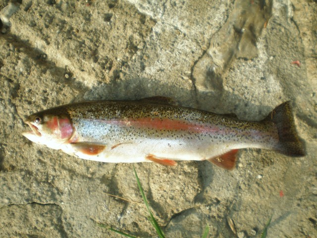 Rainbow 63cm